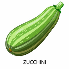 Zucchini in cartoon style on a white background. Vector illustration.