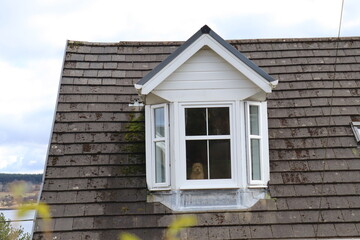 dog looking through window
