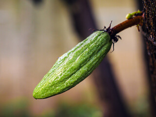 Green small Cocoa pods branch with young fruit grow on trees. The cocoa tree, Close up of cacao with fruits, Raw cacao tree plant fruit plantation