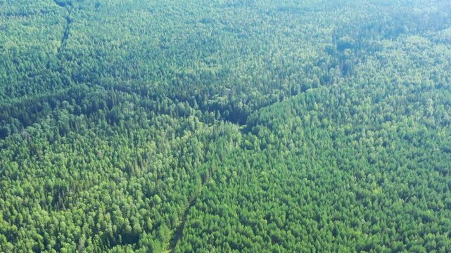 Flight over the endless forest. Forest road is laid through a dense forest. View from above