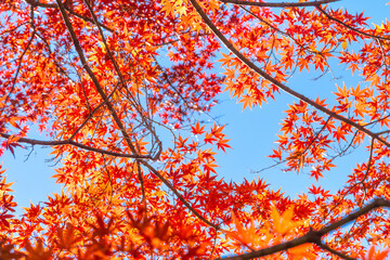 Red maple leaves with blue sky background in autumn season