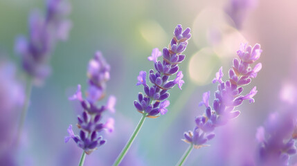 Delicate Lavender Flowers in Soft Focus