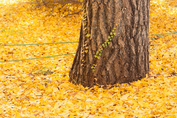 Falling yellow ginkgo leaves on ground with tree trunk background