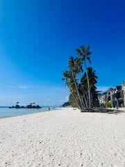 beach with palm trees