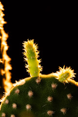 サボテン　キンエボシ　ウチワサボテン