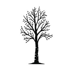 Obraz premium Birch tree silhouette