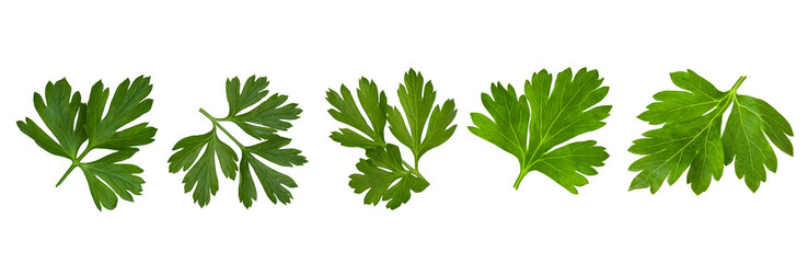 Parsley isolated. Set of flying parsley leaves for design. Parsley green fresh leaf flat lay isolated on white background. Few pieces slices. High resolution image. Can be used for self design.