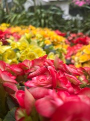 pink and yellow tulips