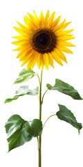sun flower in transparent white background