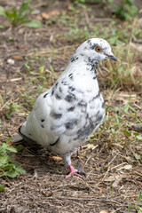 White Dove on the Background of Nature