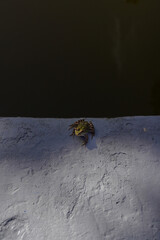 Little green frog near pond