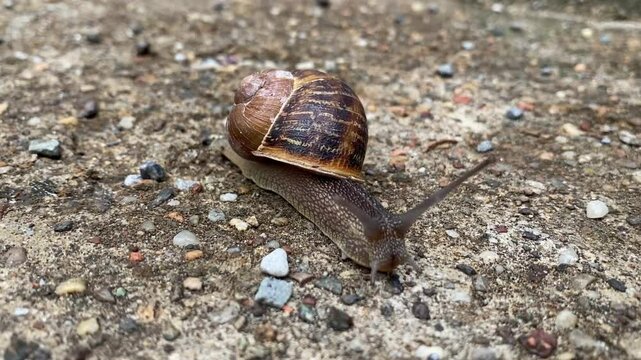 Macro shot on a little snail running on concrete.