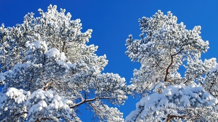 Snow-covered pine trees under a clear blue sky, capturing the essence of winter