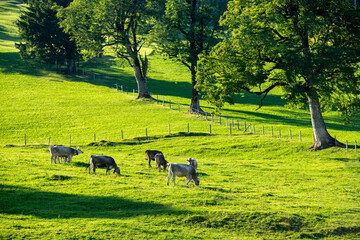 View of the Entlebuch Biosphere, UNESCO, Switzerland