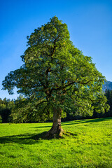 Fototapeta premium View of a big tree in summer. Switzerland.
