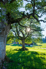 Obraz premium View of a big tree in summer. Switzerland.