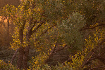 Tapeta, piękne wierzby nad rzeką o wschodzie słońca, Polska. © Elżbieta Kaps