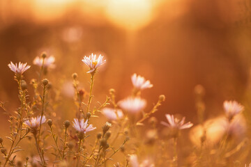 Jesienna łąka, astry o wschodzie słońca, tapeta. © Elżbieta Kaps