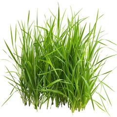Obraz premium fresh green grass