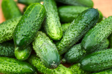 Freshly picked green cucumbers on the board background