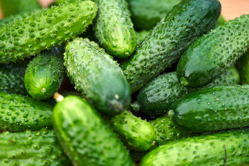 Freshly picked green cucumbers on the board background