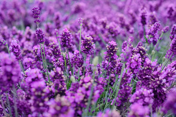 Gorgeous lavender. Floral background of blooming lavender.