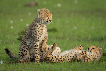 Fototapeta premium Cheetah cubs sit and lie on back