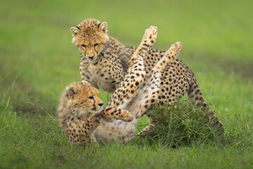 Naklejka premium Cheetah cubs playing on grass by bush