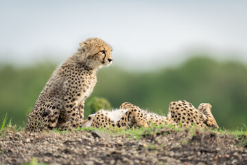 Cheetah cubs sit and lie on bank