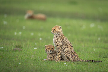 Cheetah cubs sit and lie near mother