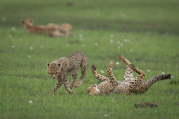 Cheetah cubs play near mother on grass