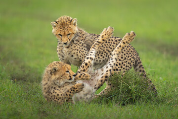 Fototapeta premium Cheetah cubs play on grass by bush