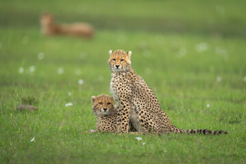 Cheetah cubs lie and sit near mother