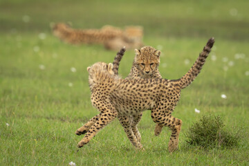 Cheetah cubs play near mother in grass