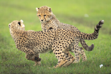 Naklejka premium Cheetah cubs chase each other on grassland