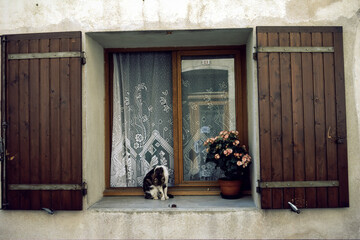 Window with flowers and cat at Noves, Provence, France