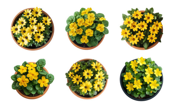 yellow flowers in pots isolated on a transparent or white background, top view, cut-out, PNG - Powered by Adobe