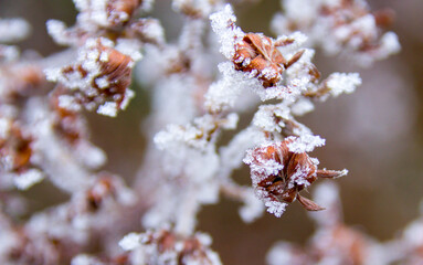Frozen Plants shot during a foggy morning