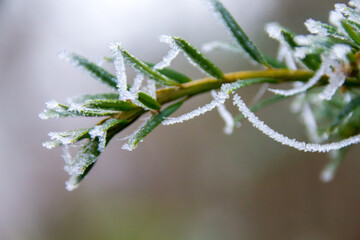 Frozen Plants shot during a foggy morning