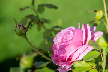 pink rose flower