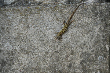 close up of a lizard on a concrete wall in toscany italy
