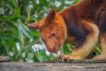 Obraz premium Goodfellow's Tree Kangaroo, portrait of very cute rare red animal.