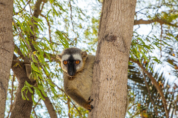 Red-bellied Lemur - Eulemur rubriventer, Cute primate.