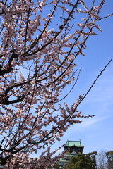 満開の大阪城公園梅林の梅の花の向こうに見える大阪城天守閣