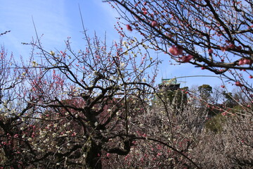 満開の大阪城公園梅林の梅の花の向こうに見える大阪城天守閣