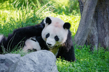 Fototapeta premium cheerful playing pandas on green lawn