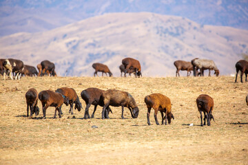 Rams and lambs graze in a meadow. Cattle grazing. A flock of rams walks across an autumn field in...