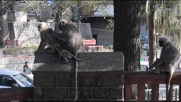 Monkey at mall road in Kasauli, Himachal Pradesh, India, Monkey enjoying good time with family during evening time