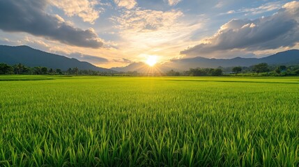 Obraz premium Fresh large green rice field on the morning landscape. AI generated