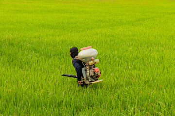 Asian older men are spraying fertilizer in  green paddy rice field of Thailand.